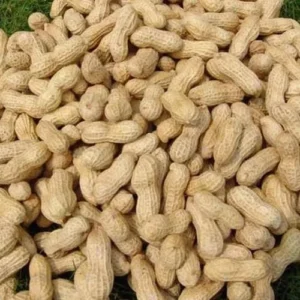 Peanut (Legume)