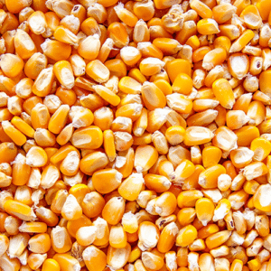 Yellow Corn