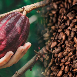 Cocoa Beans